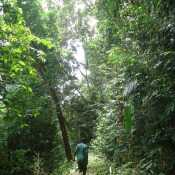 An early morning walk in the forest