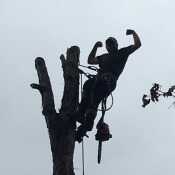 tree climber 