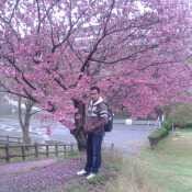 under tha sakura tree