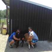 With our alpaca crias (babies)
