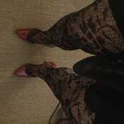 New heels )))  new tights ))  