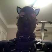 Me in my gimp attire, latex kitty hood neoprene body suit and rubber harness.